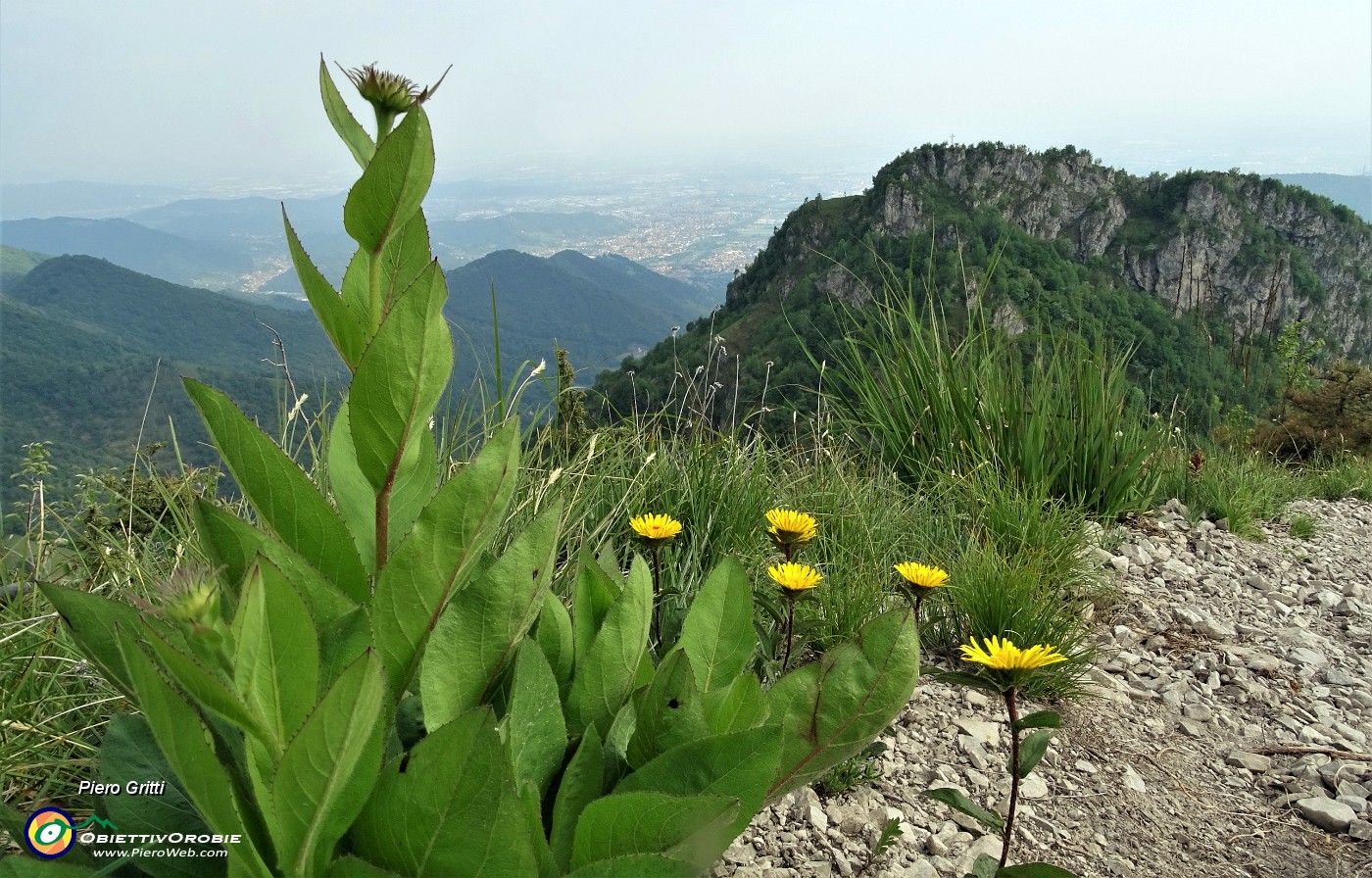 49 Enula scabra (Inula hirta) con vista in Filaressa.JPG -                                